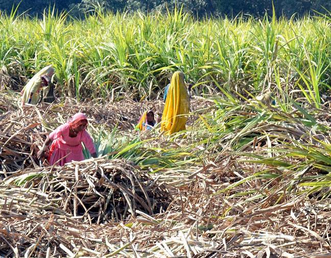 Farmers in their work on sugarcane field