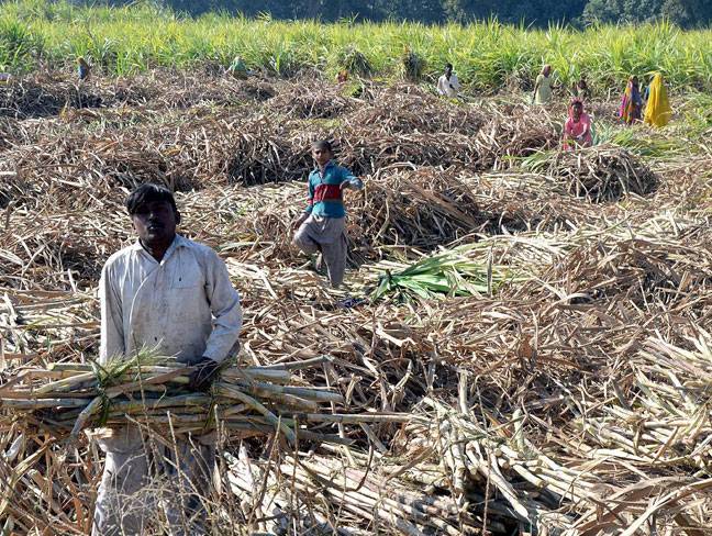 Farmers in their work on sugarcane field
