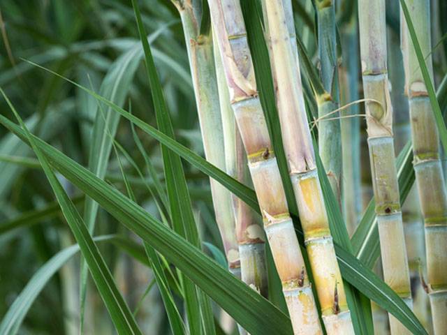 Sugarcane crushing to start within 2 days