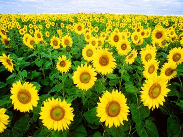 Growers asked to complete sunflower cultivation