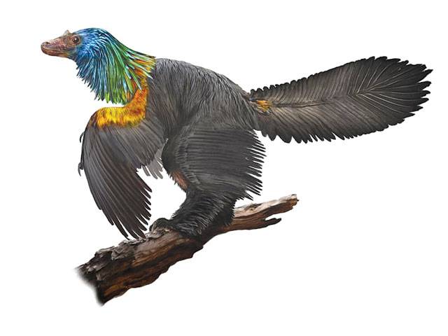 ‘Rainbow dinosaur’ had iridescent feathers like hummingbirds