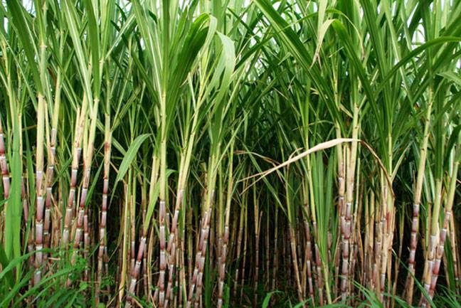 Call to revamp sugarcane sector