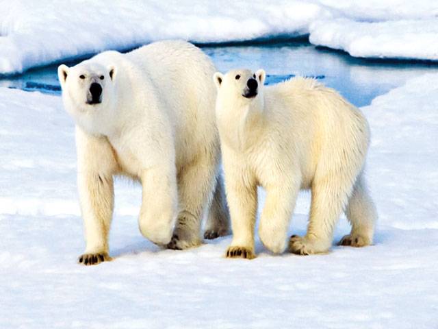 Polar bears ‘running out of food’ 