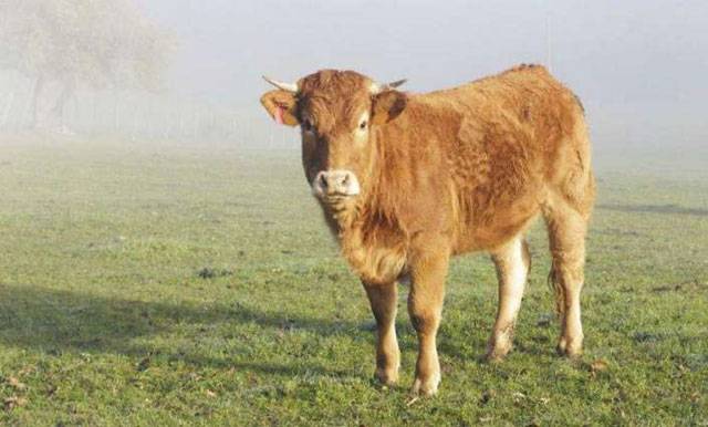 Dutch moo-ved to save Hermien the escaping cow