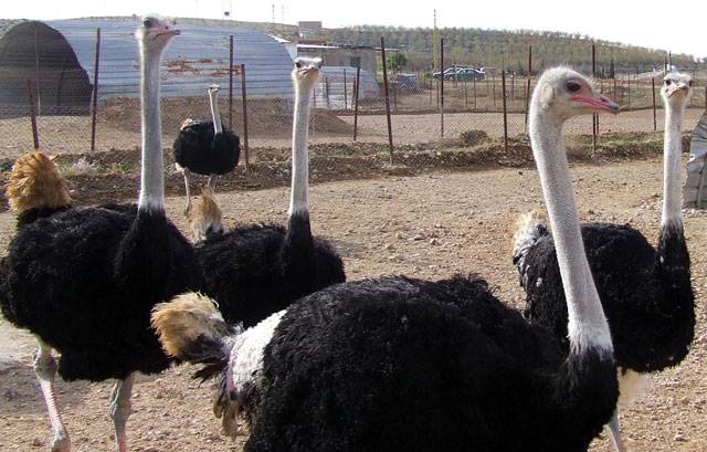 Farmers' interest in ostrich farming on the rise