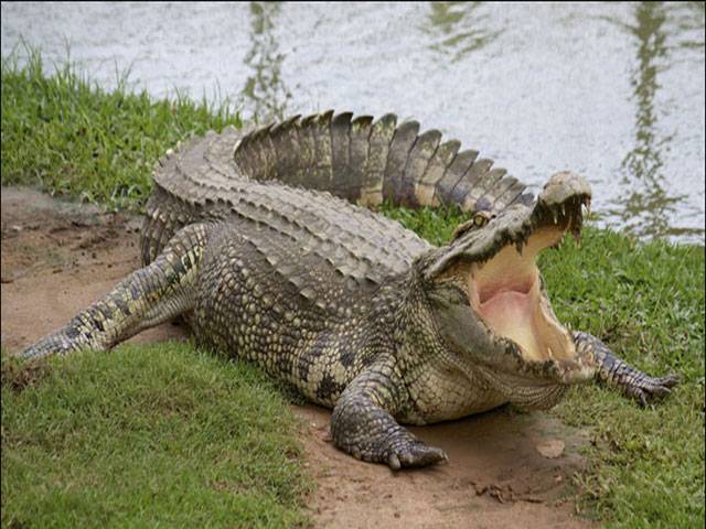 Indonesian woman mauled to death by crocodile 