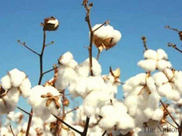 Over 11.5m cotton bales reach ginneries