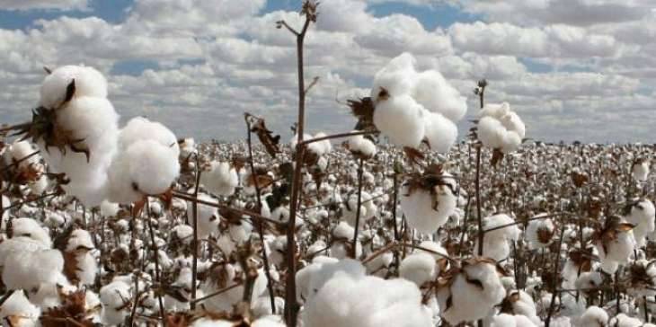 Punjab govt offers subsidy on cotton seeds