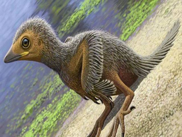 Baby bird fossil is ‘rarest of the rare’