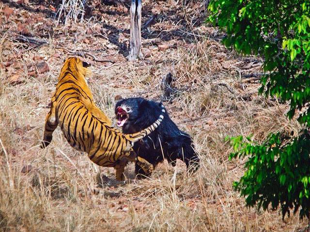 Mother bear fights off Indian tiger