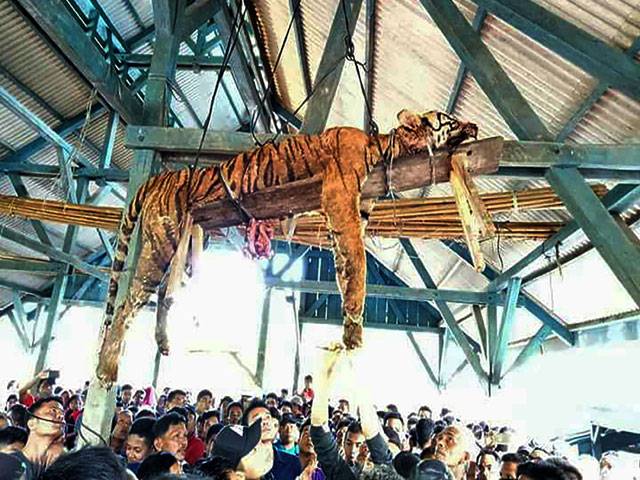 Sumatran tiger disemboweled, hung up in Indonesia