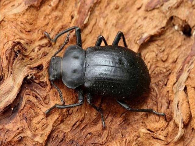 Tree loss pushing beetles to the brink