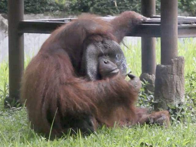 Orangutan caught puffing on zoo visitor’s cigarette