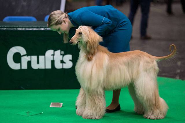 Crufts dog show