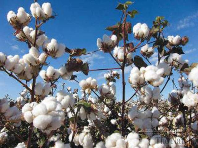 Plan prepared to boost cotton output