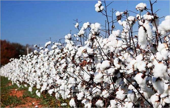 Farmers asked to cultivate cotton after mid April