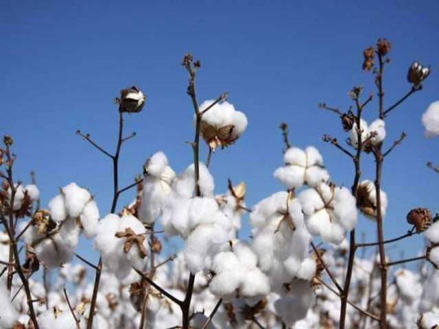 Ban on cultivation of cotton before April 1