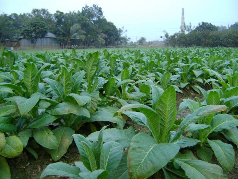 Tobacco cultivation creates jobs for 75,000 farmers' families