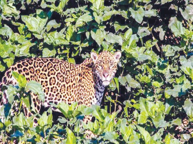 Jaguars facing threat from Chinese fang craze
