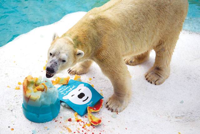 First polar bear born in the tropics, may be put down