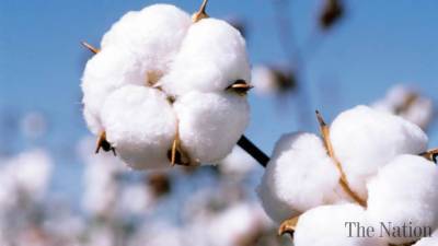 Ginning factories see 8pc increase in cotton arrival