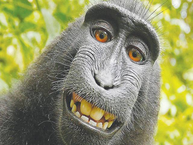 US court rules monkey does not own selfie copyright