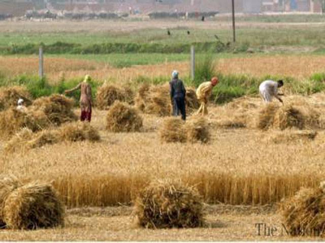 3.81pc agri growth highest in 13 years