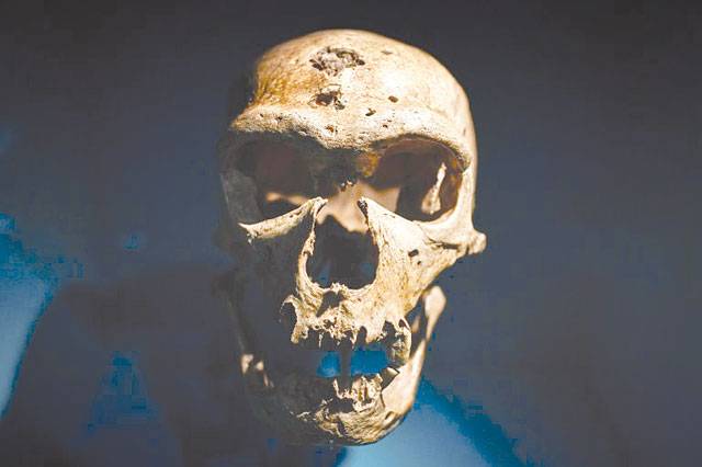 Scientists set eyes on Neanderthal ‘brain’ 