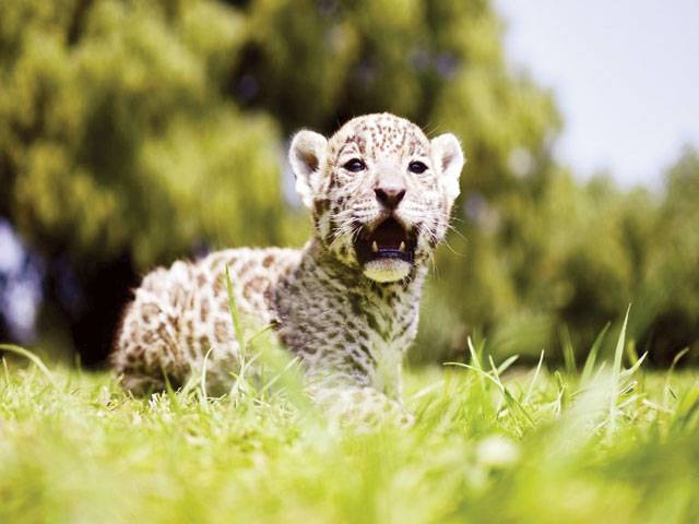 Newborn jaguar cubs draw fans at Mexico wildlife park