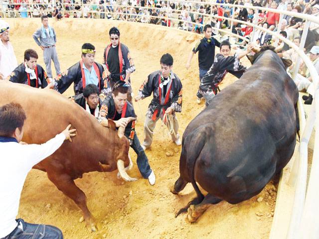 Japan bullfighting lifts 'men-only' rule