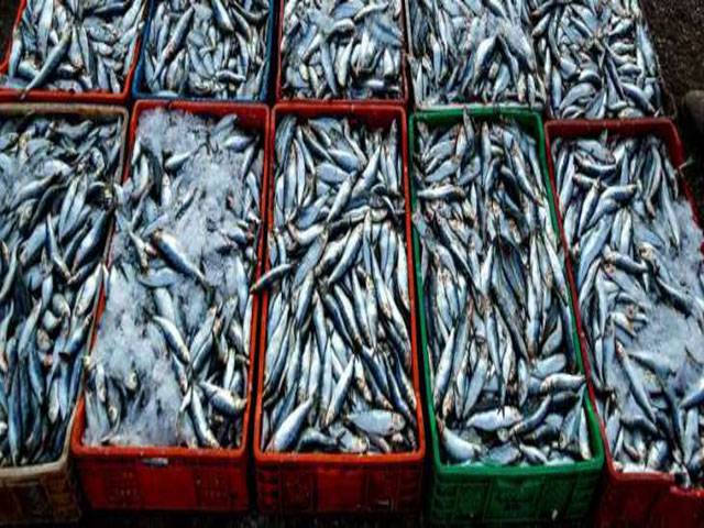 Seafood exports up by 17pc in 10 months