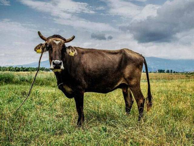Penka the cow spared death over crossing EU border