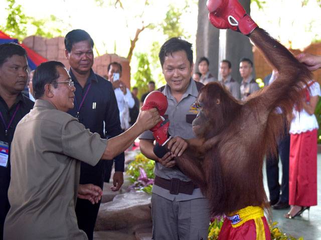 Cambodia strongman delights as orangutans dance and kickbox 