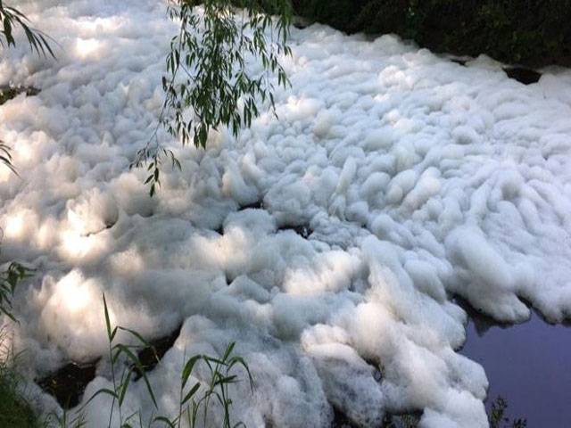 Foam pollution kills fish in River Great Ouse