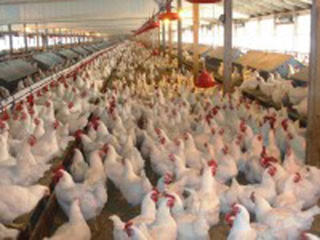 Demand, supply govern poultry rates: PPA