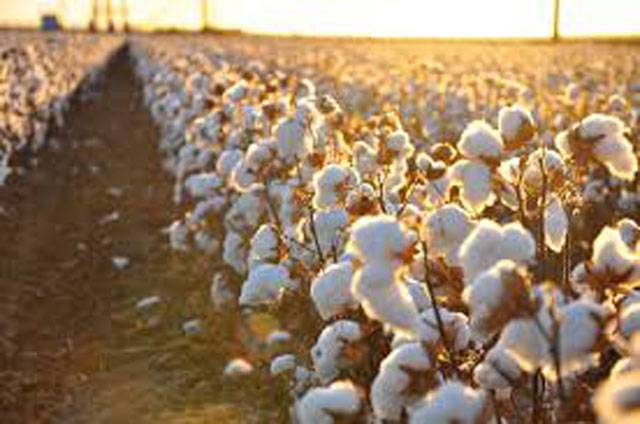 Better steps led to enhanced cotton output