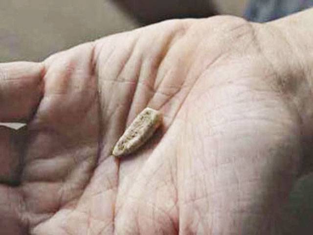 Volunteers find 560,000-year-old milk tooth in France