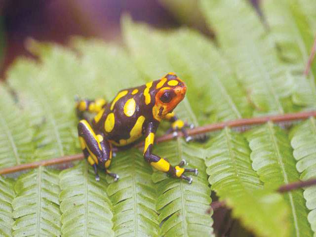 Three new species of poisonous Colombian frogs discovered