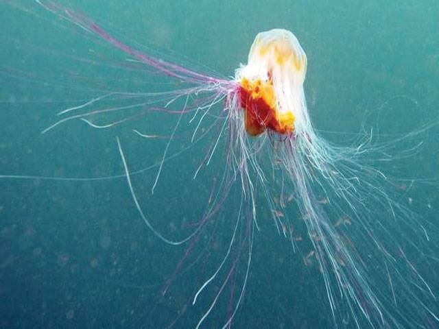 Jellyfish sting dozens on German beach