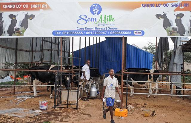 Refusing to be cowed, Somali opens country's first dairy