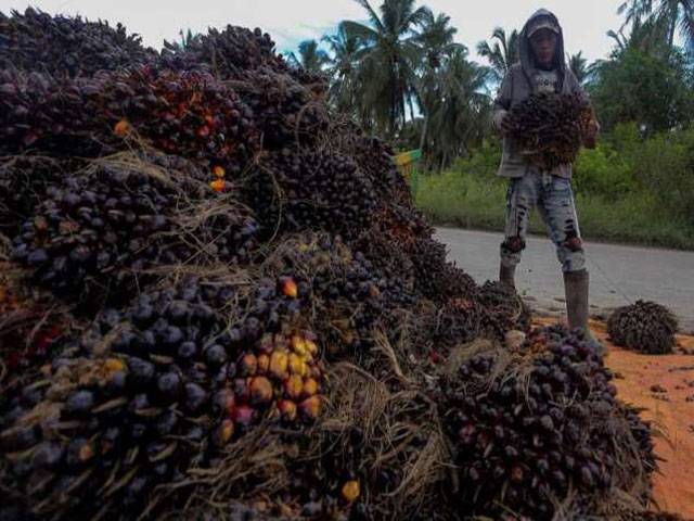 Indonesia to encourage palm oil production: Envoy
