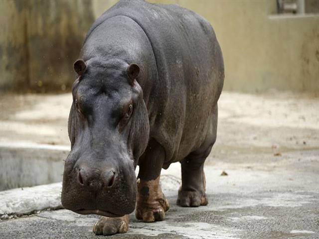 Oldest hippopotamus in captivity dies at 59