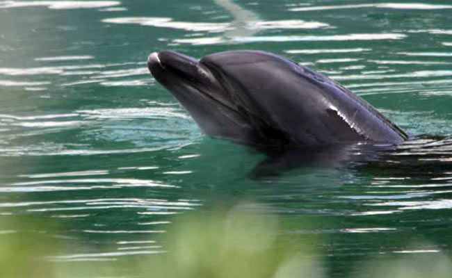 Honey the lonely dolphin, abandoned in Japanese aquarium, sparks public outcry