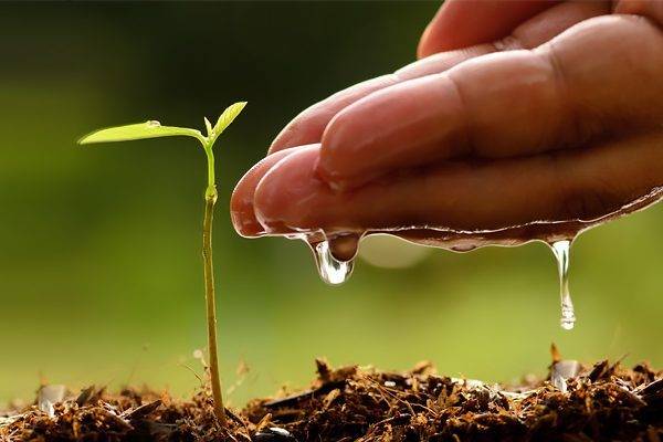 Plant for Pakistan: About 1.5 mln trees being planted today