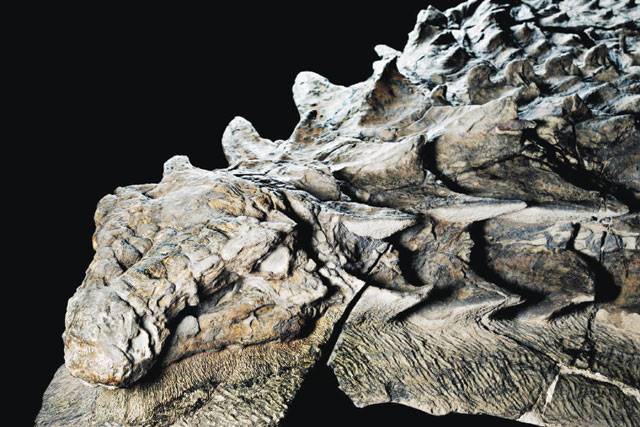 130-mln-year-old dinosaur fossil fragments discovered