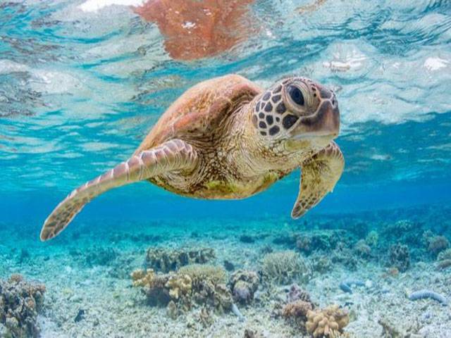 Single piece of plastic can kill sea turtles
