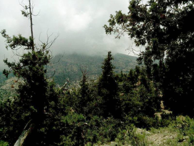 Rs64m to be spent on revival of Juniper forests under 'Green Pakistan Programme'