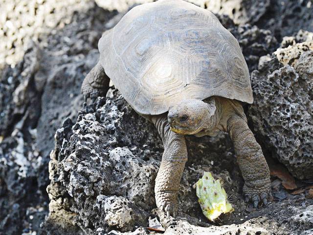 More than 100 baby turtles reported stolen on Galapagos islands 