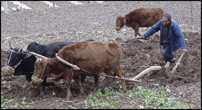 Across China: Xinjiang farmer finds his cash cow