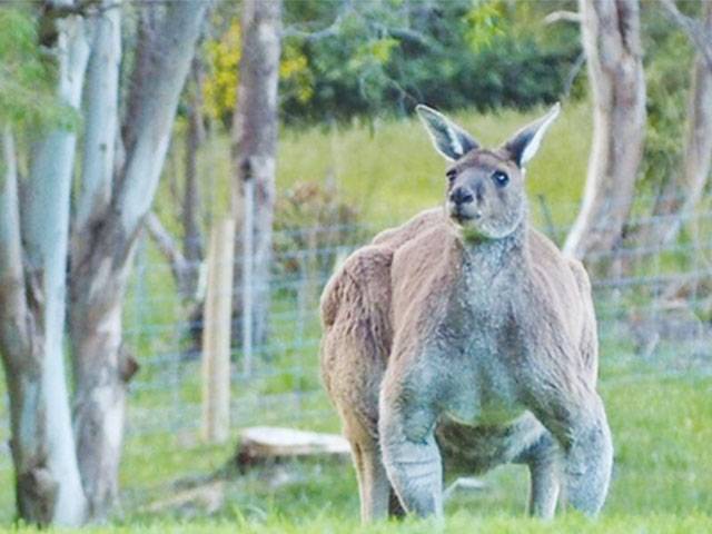 Australia kangaroo attack leaves 3 hurt 
